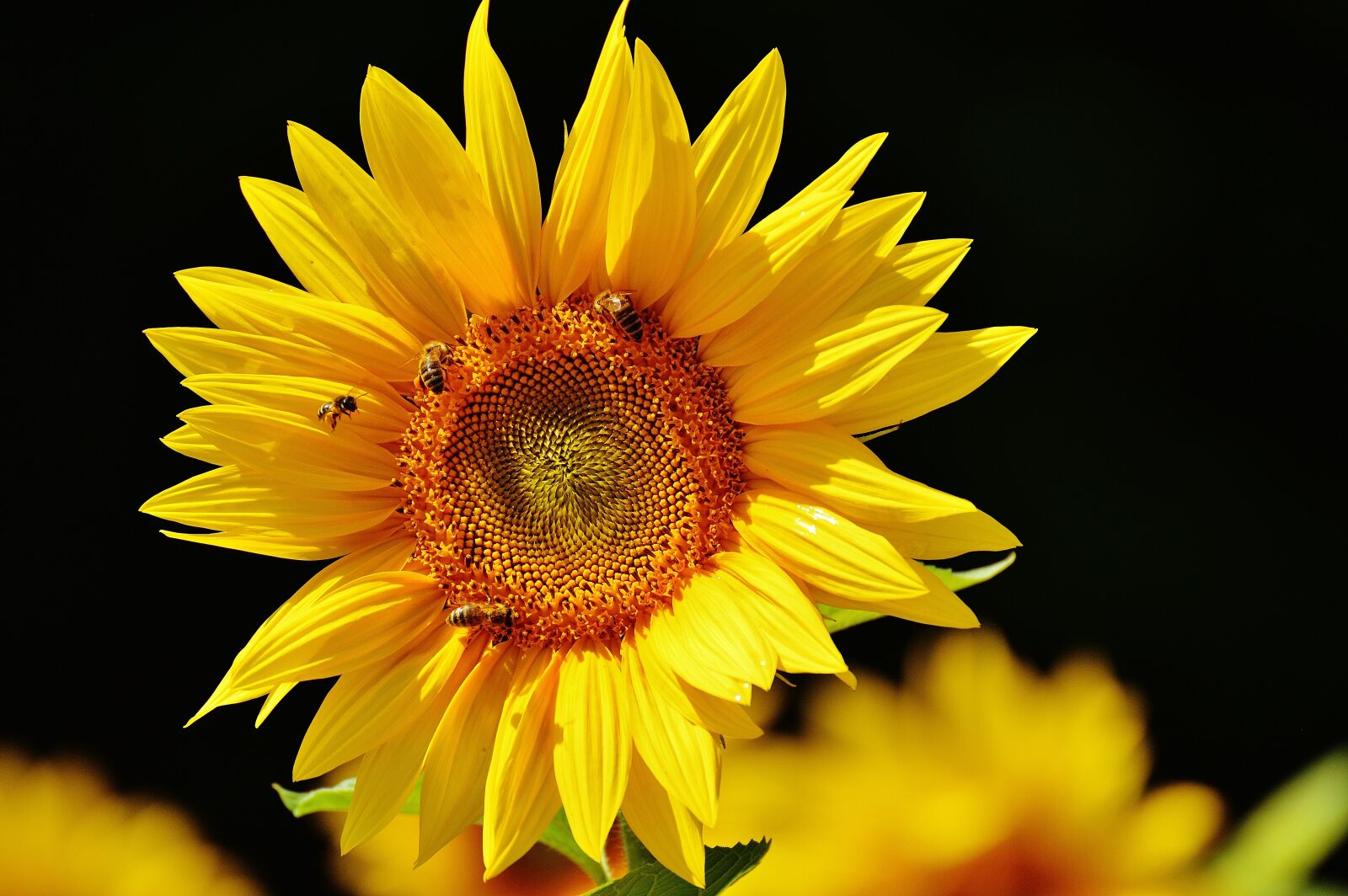 Nikon D3200 sample photo. Sunflower, bees, summer photography
