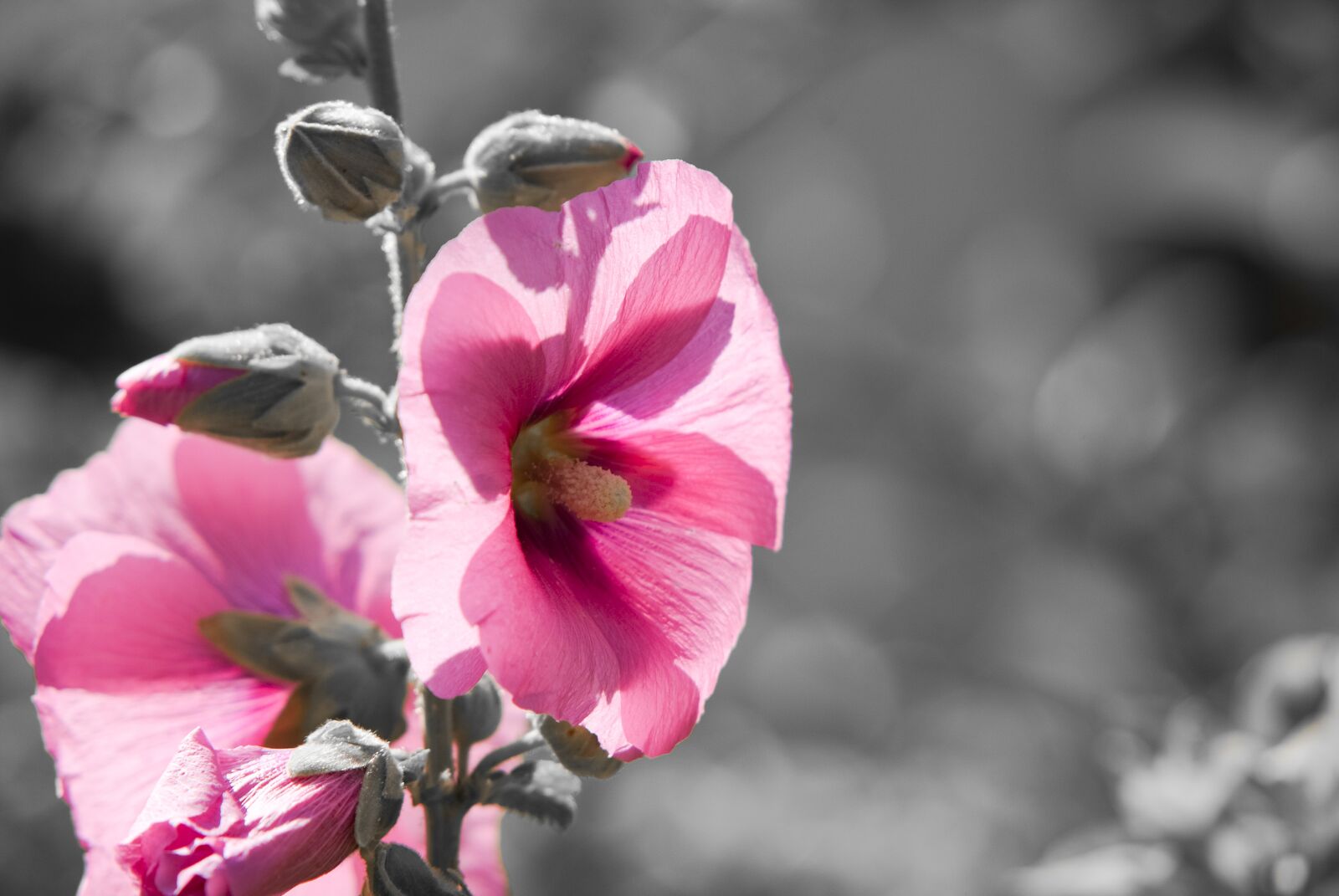 Fujifilm FinePix S3 Pro sample photo. Stock rose, flower, plant photography