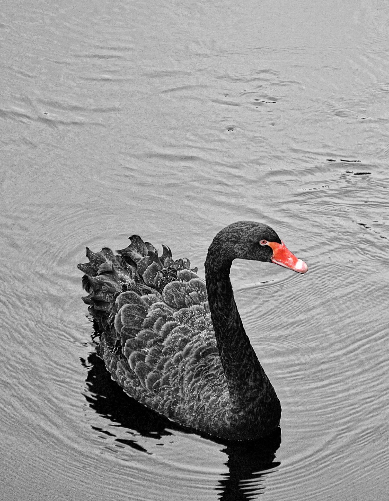 Nikon D3000 sample photo. Swan, black, white photography