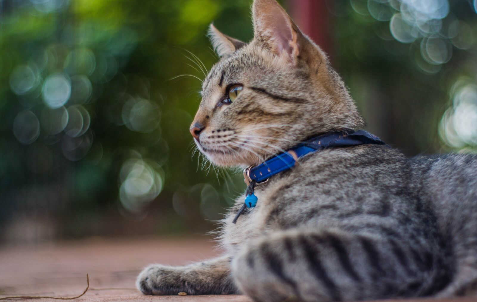 Nikon D5500 sample photo. Cats, textures, feline photography