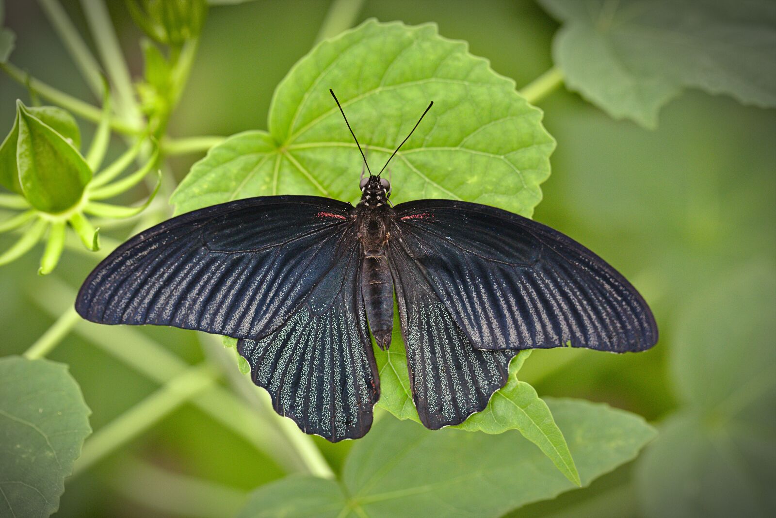 Canon EF 100mm F2.8L Macro IS USM sample photo. Butterfly, macro, insect photography