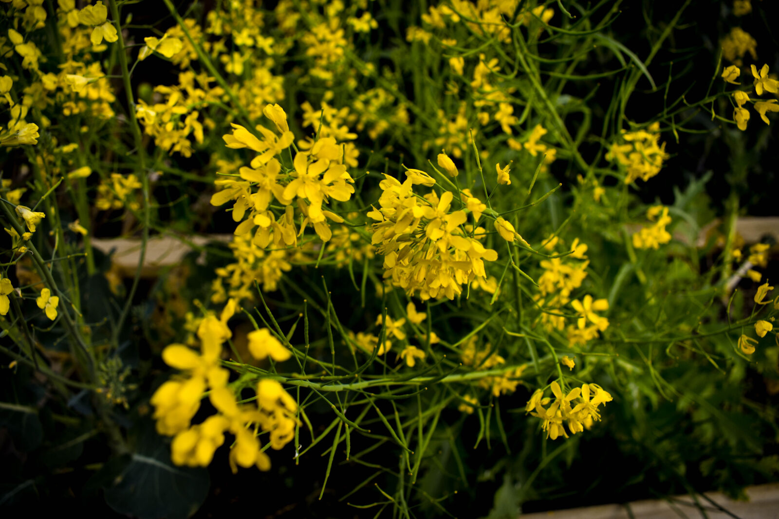 Nikon D3400 sample photo. Beautiful, flowers, mothernature, nature photography