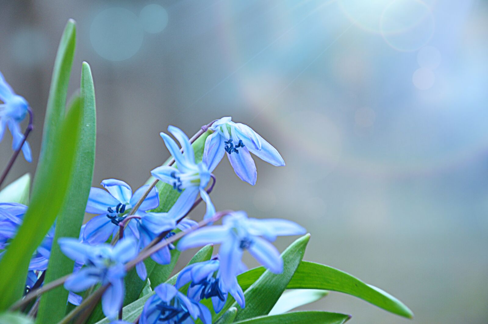 Nikon D90 sample photo. Blue, flowers, blossom photography