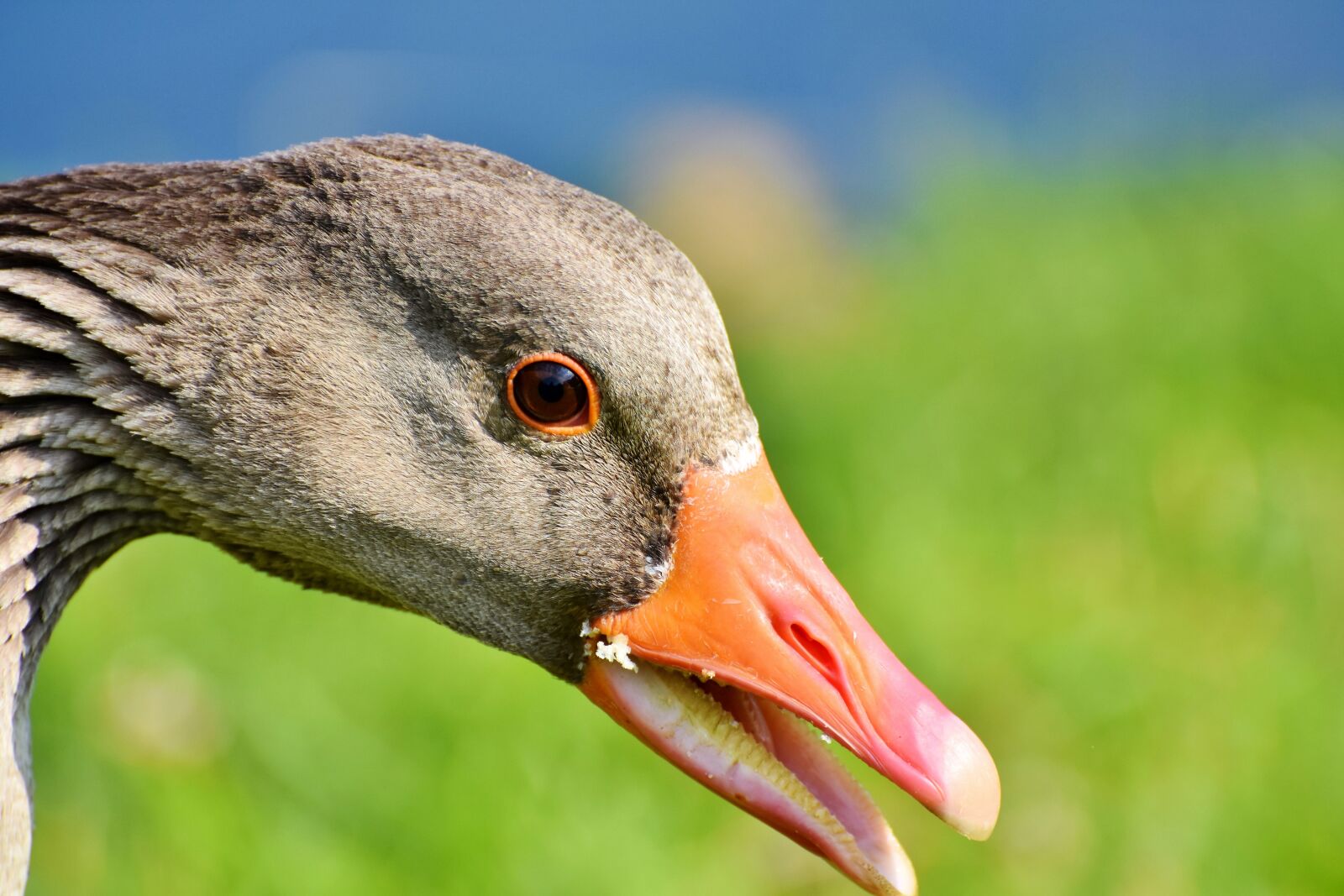 Nikon D7200 sample photo. Goose, wild goose, greylag photography