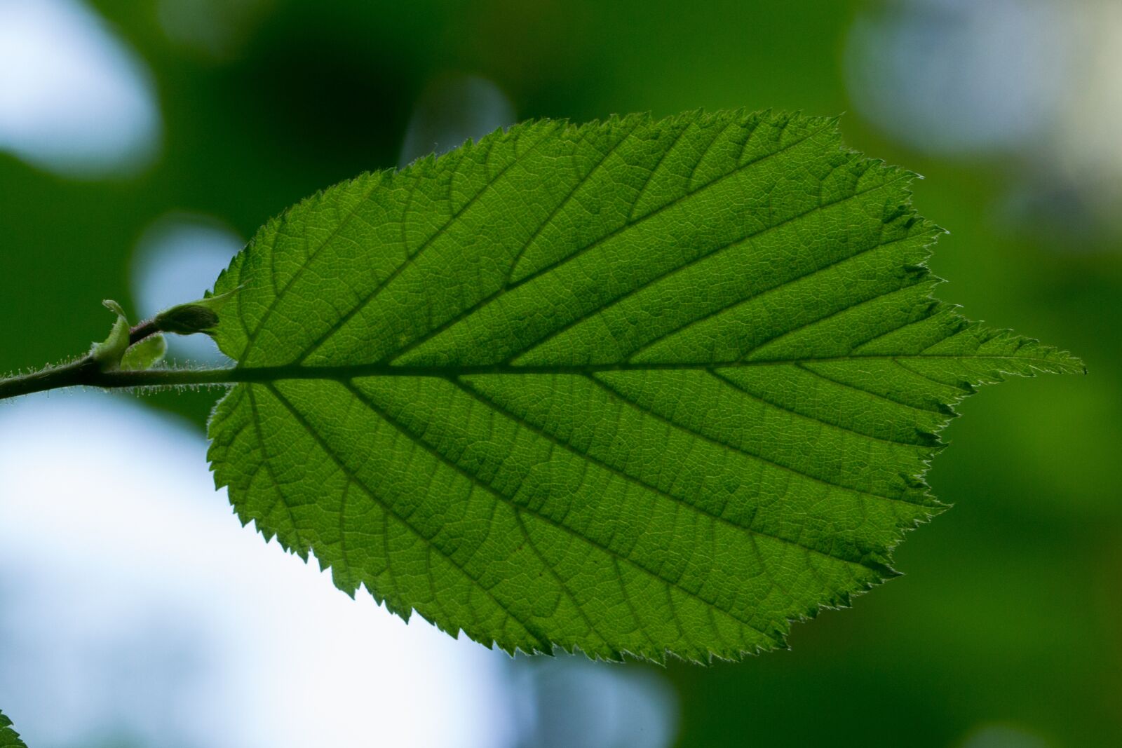 Canon EF 100mm F2.8L Macro IS USM sample photo. Leaf, hazel, hazel leaf photography