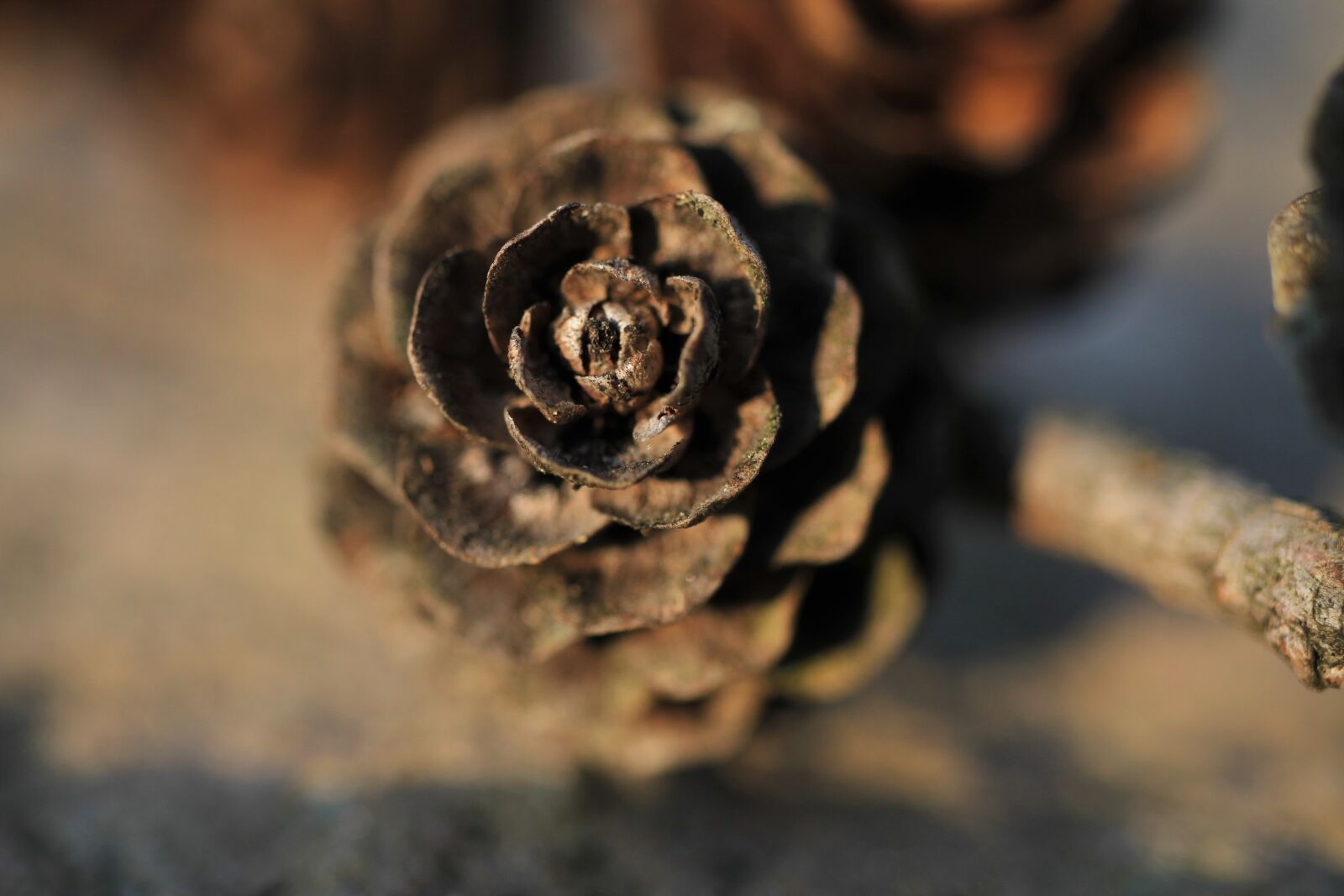 Canon EOS 7D sample photo. Tap, pine cones, macro photography
