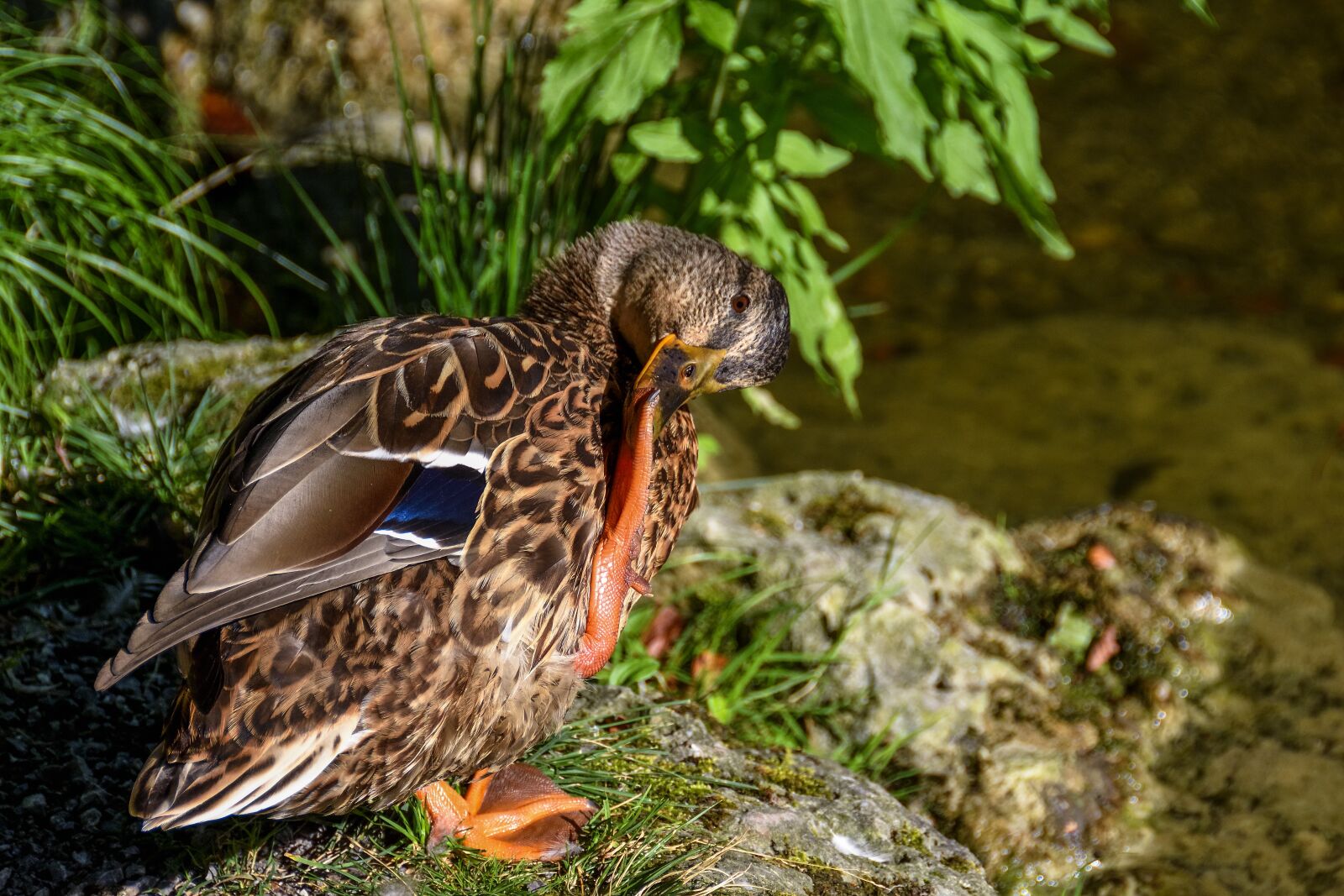 Nikon D7200 sample photo. Duck, mallard, drake photography