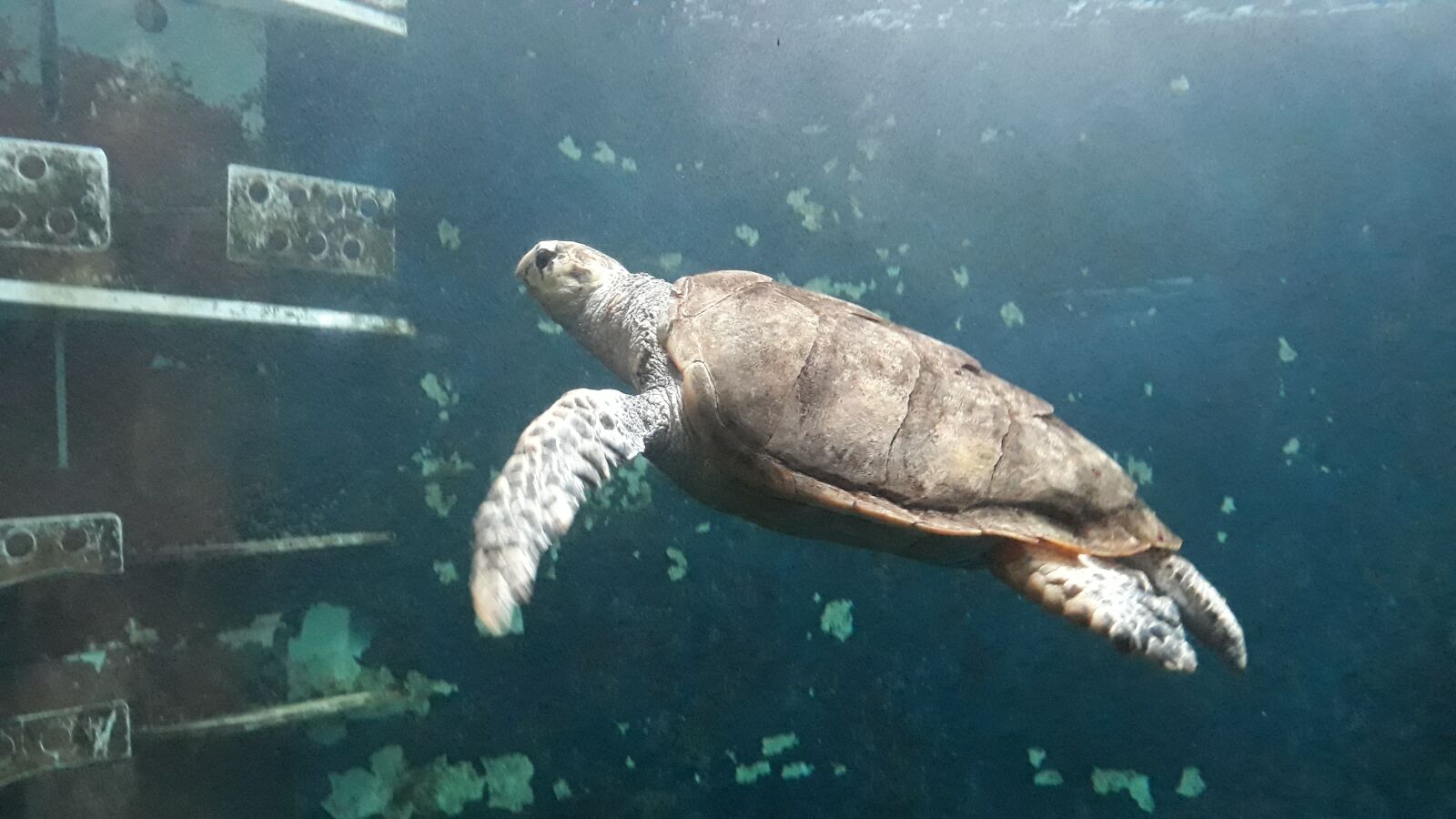 Samsung Galaxy J5 sample photo. Sea turtle, aquarium, saint photography