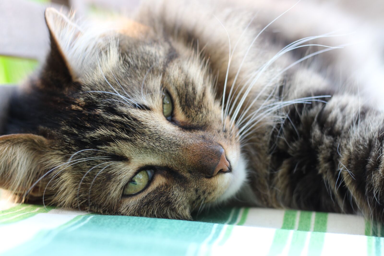 Canon EOS 700D (EOS Rebel T5i / EOS Kiss X7i) + Canon EF 50mm F1.8 STM sample photo. Cat, siberian cat, predator photography