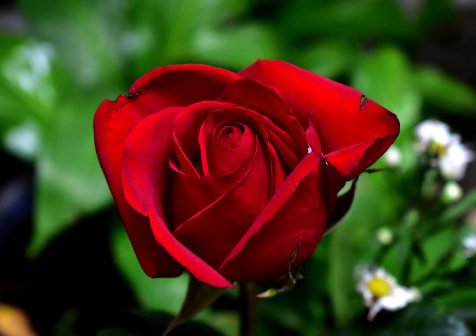 Nikon D5600 sample photo. Rosa, flower, plant photography