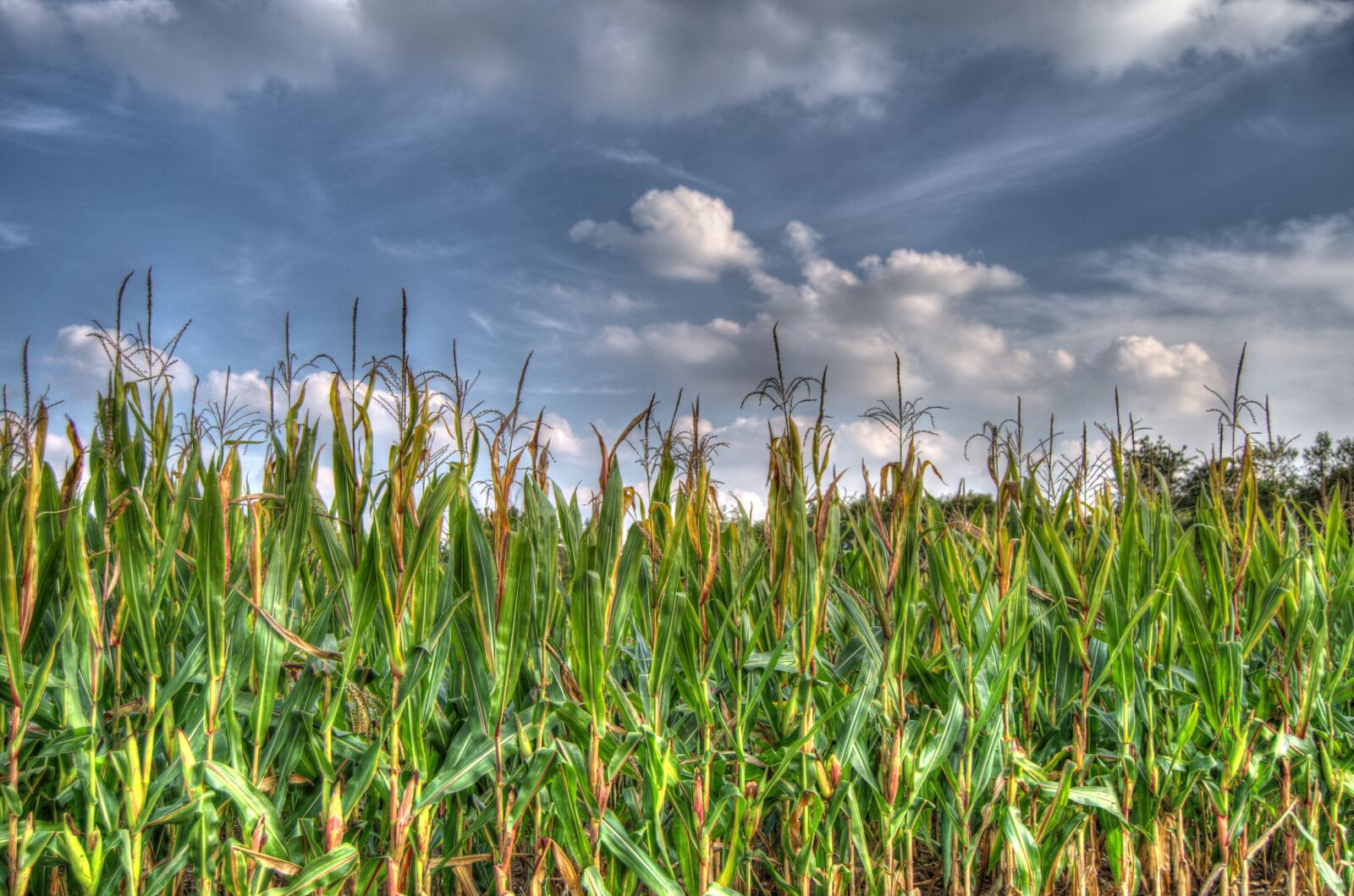 Nikon D5100 sample photo. Sky, corn, agriculture photography