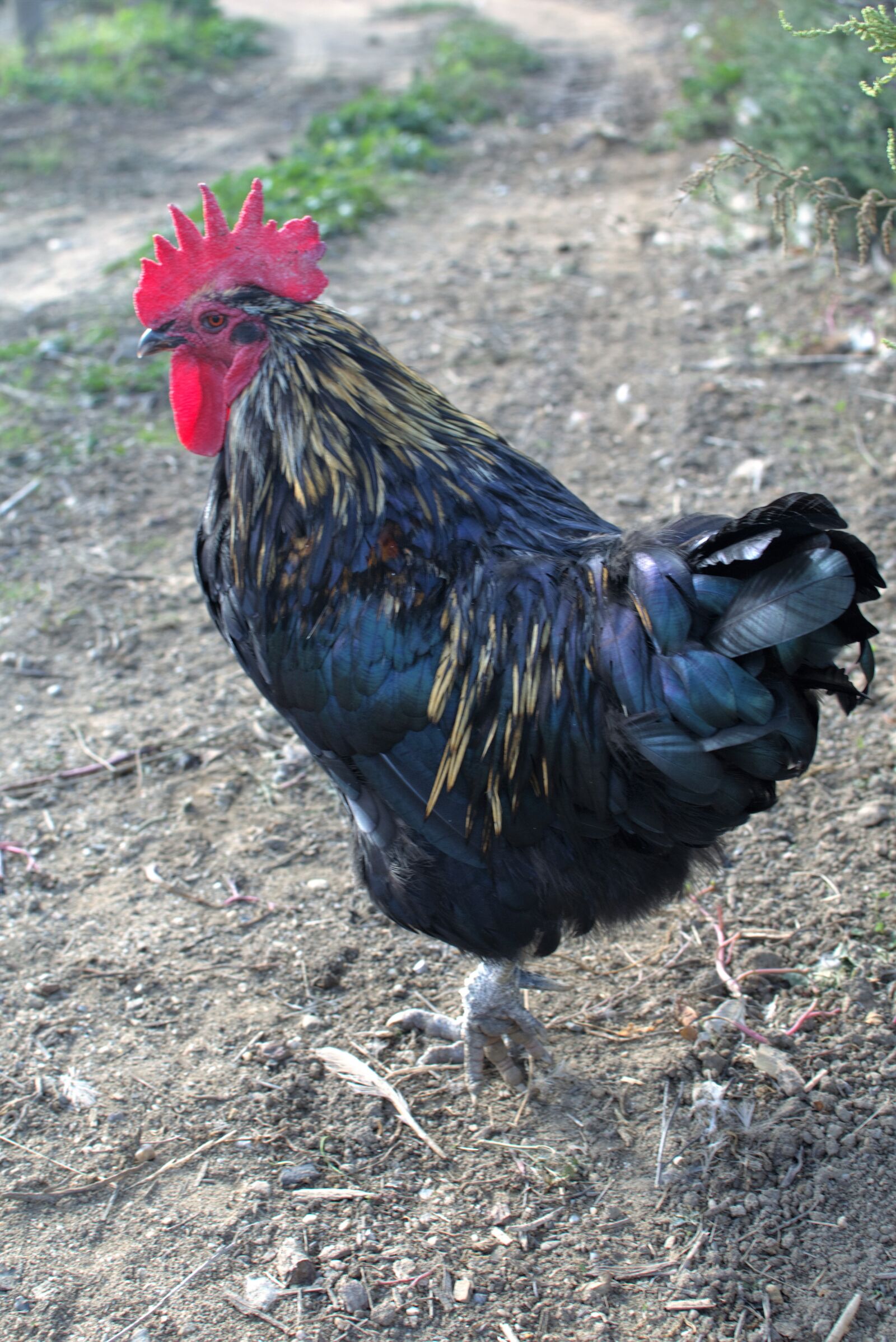 Nikon D5500 sample photo. Hen, farm, poultry photography