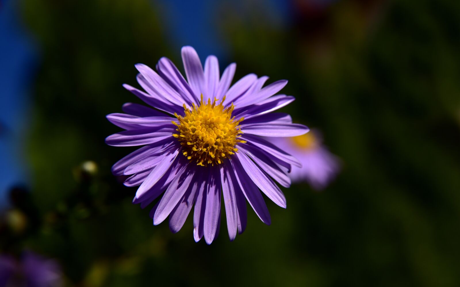 Nikon D750 sample photo. Aster, flower, blossom photography