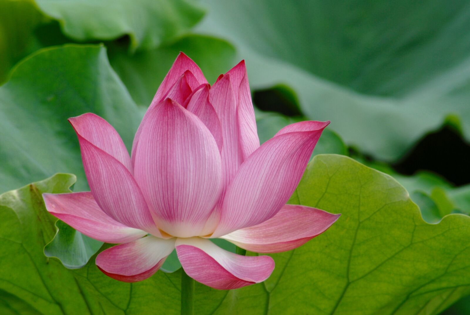 Nikon D200 sample photo. Lotus, flower, nature photography