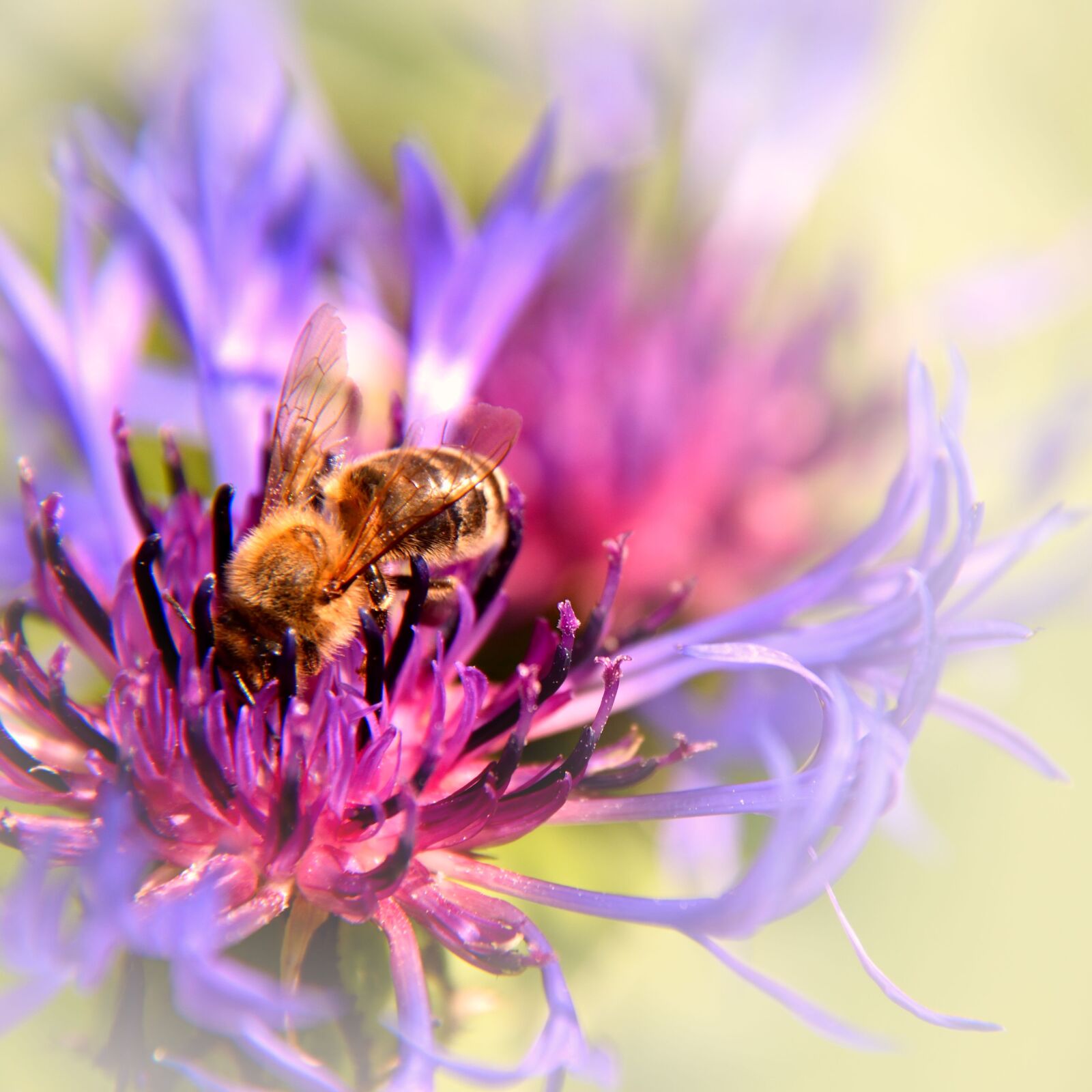 Nikon D5500 sample photo. Bee, cornflower, blossom photography