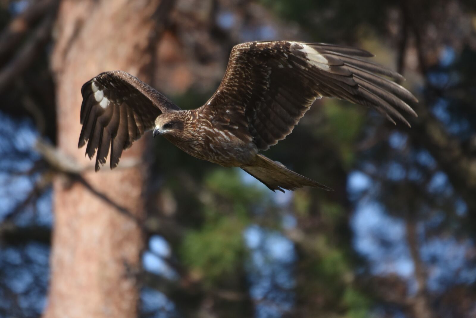 Nikon D7200 sample photo. Animal, forest, wood photography