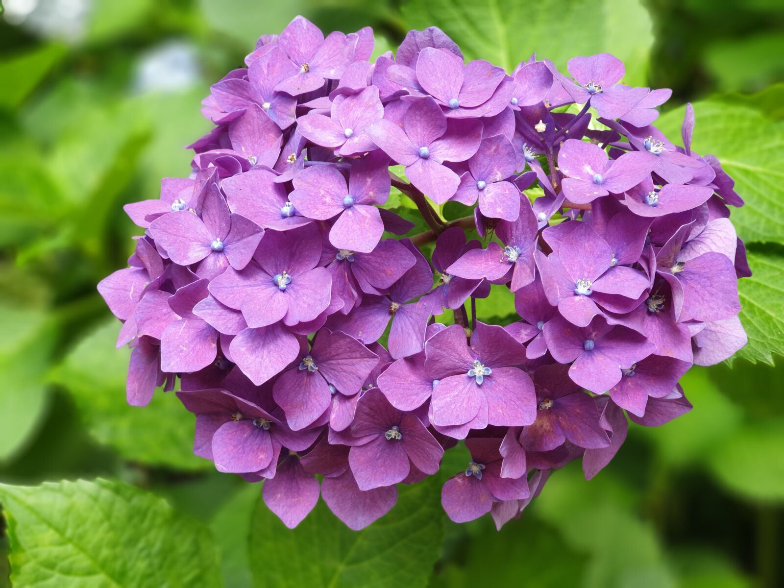Samsung Galaxy Note9 sample photo. Flowers, hydrangea, nature photography