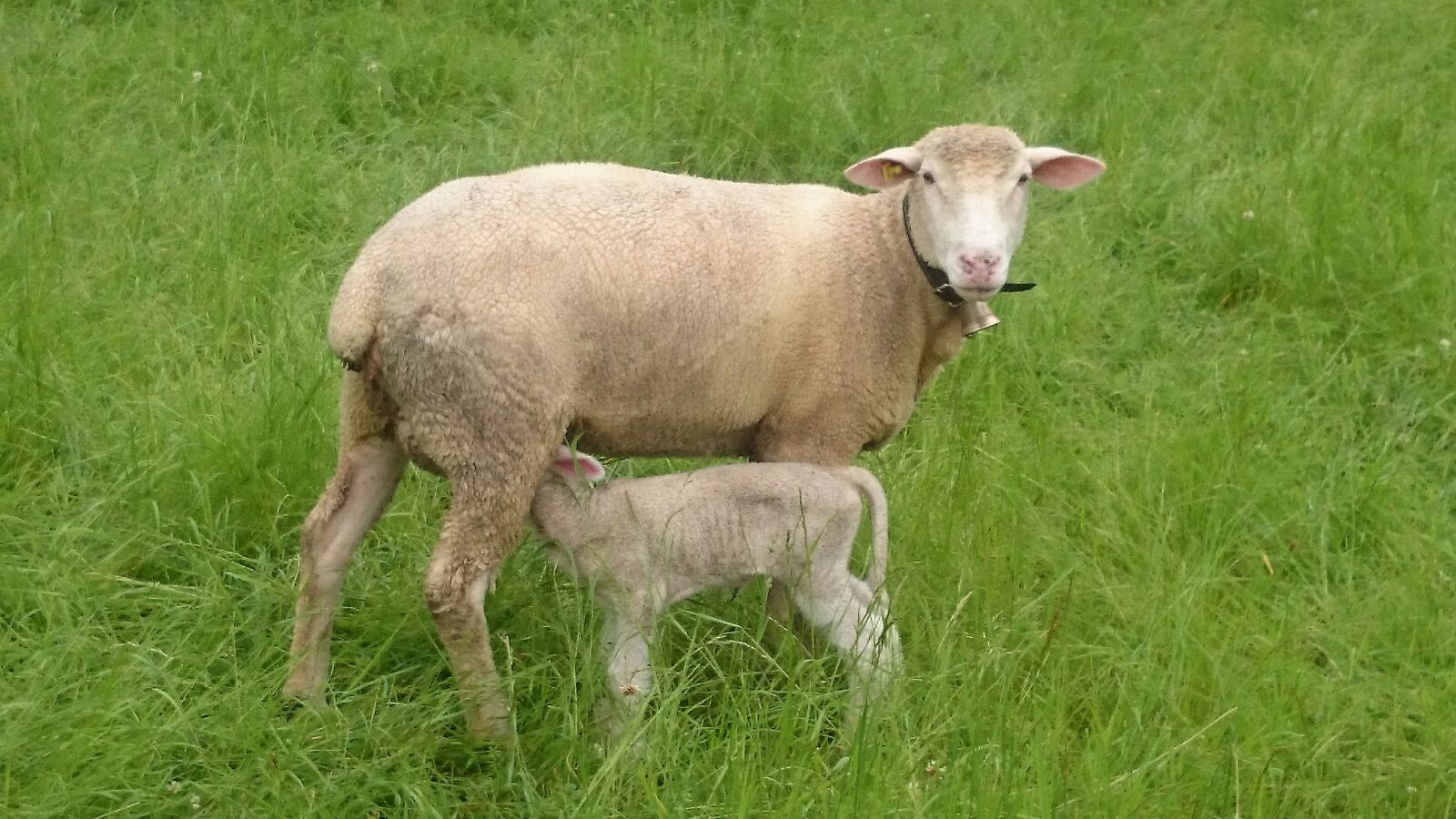 Sony Xperia Z1 Compact sample photo. Nature, sheep, young photography