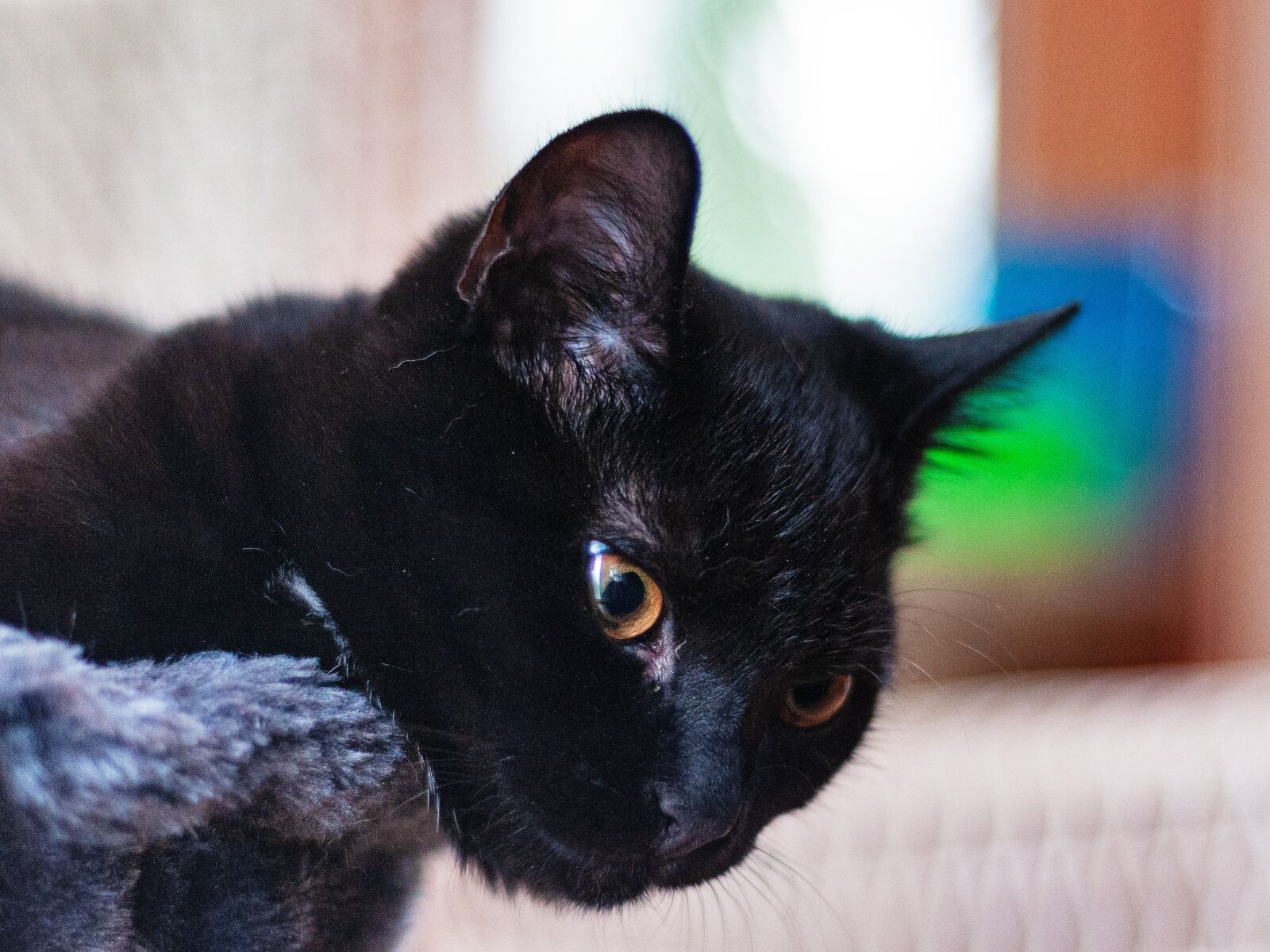 Nikon D300S sample photo. Cat, pet, sweet photography