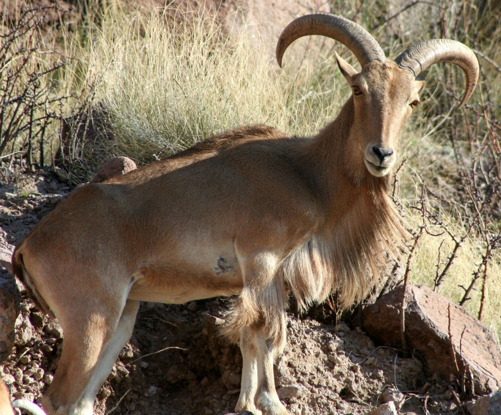 Canon EOS 350D (EOS Digital Rebel XT / EOS Kiss Digital N) sample photo. Barbary sheep, ram, looking photography