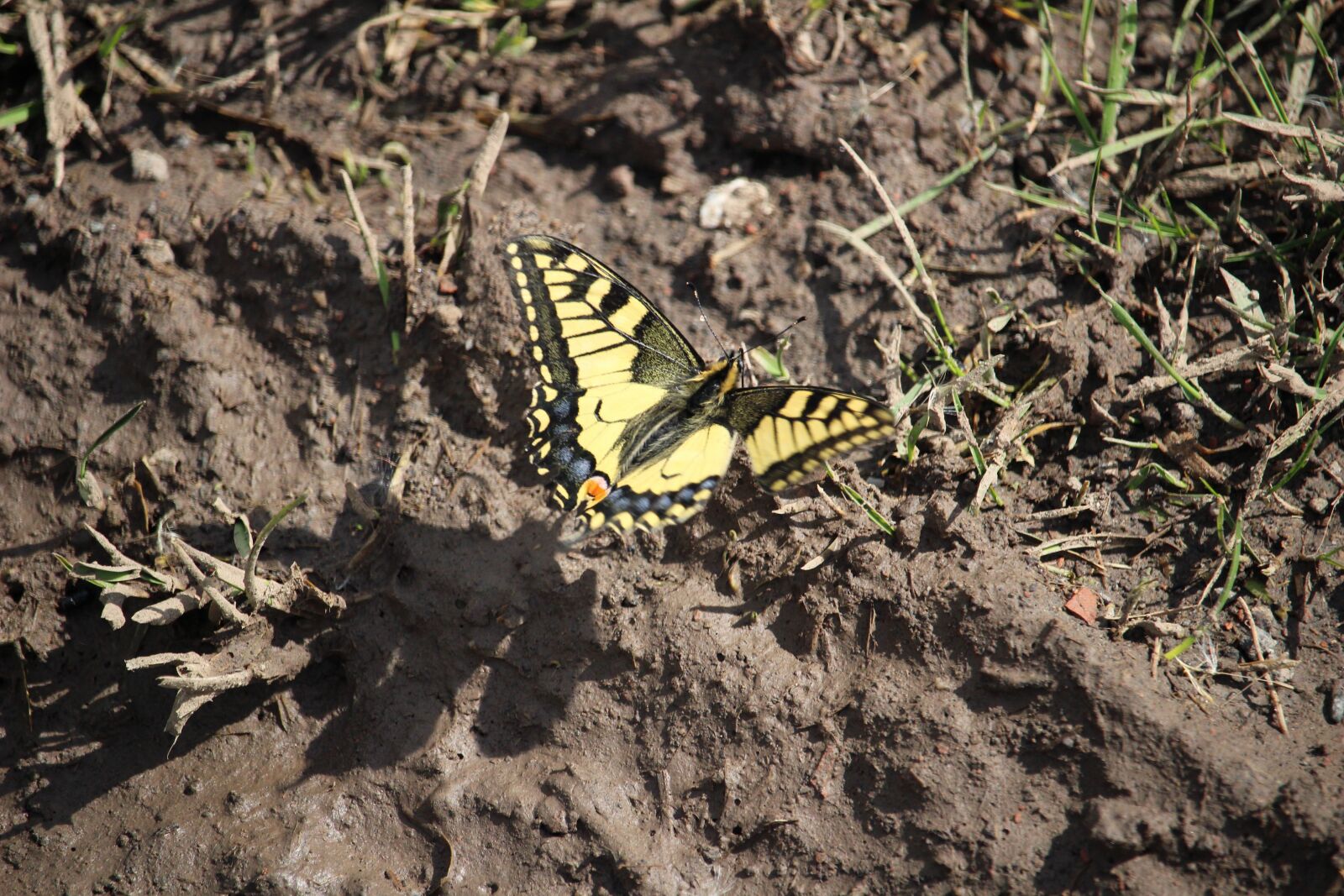 Canon EOS 100D (EOS Rebel SL1 / EOS Kiss X7) sample photo. Butterfly, insect, macro photography