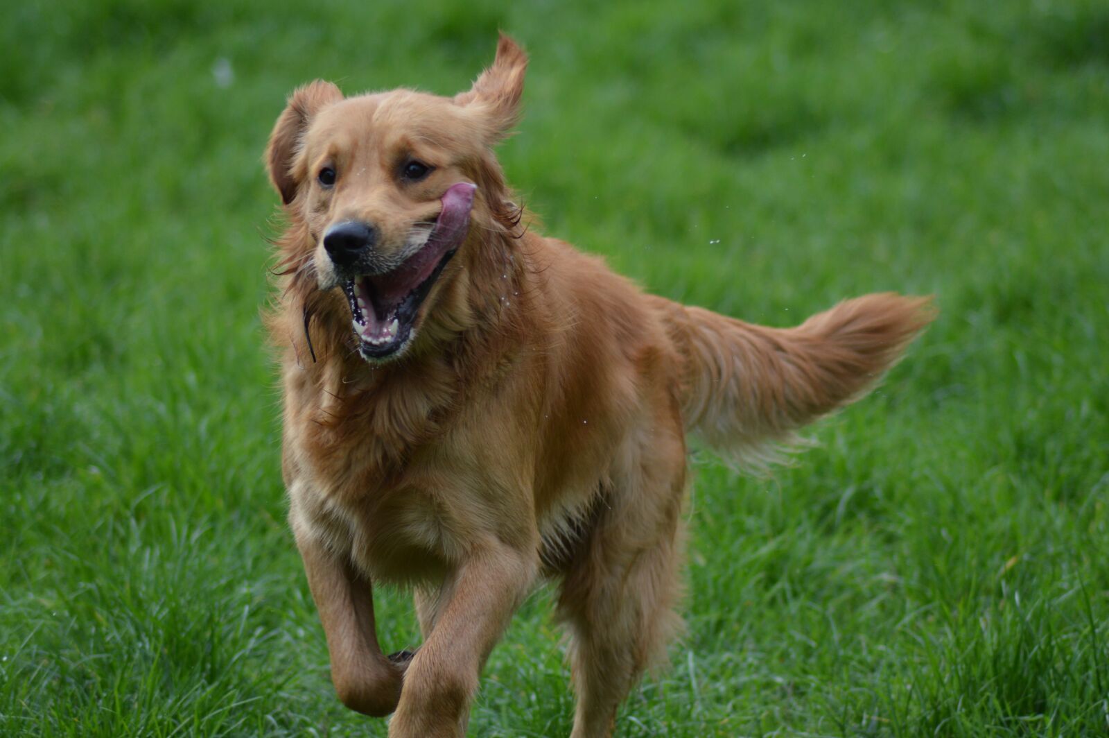 Nikon D3200 sample photo. Dog, golden retriever, nature photography