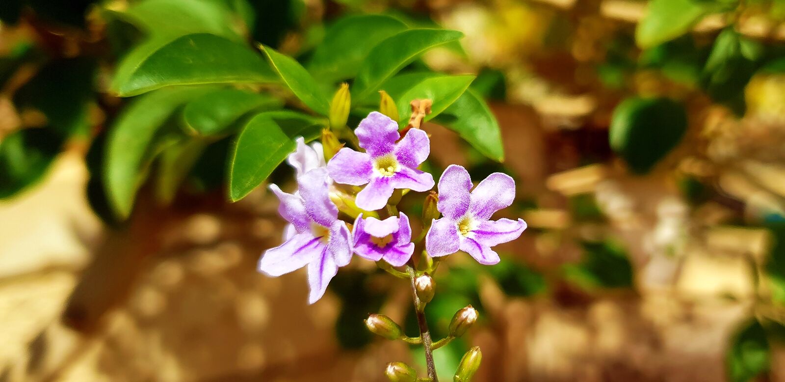 Samsung Galaxy S9 sample photo. Flower, flora, nature photography