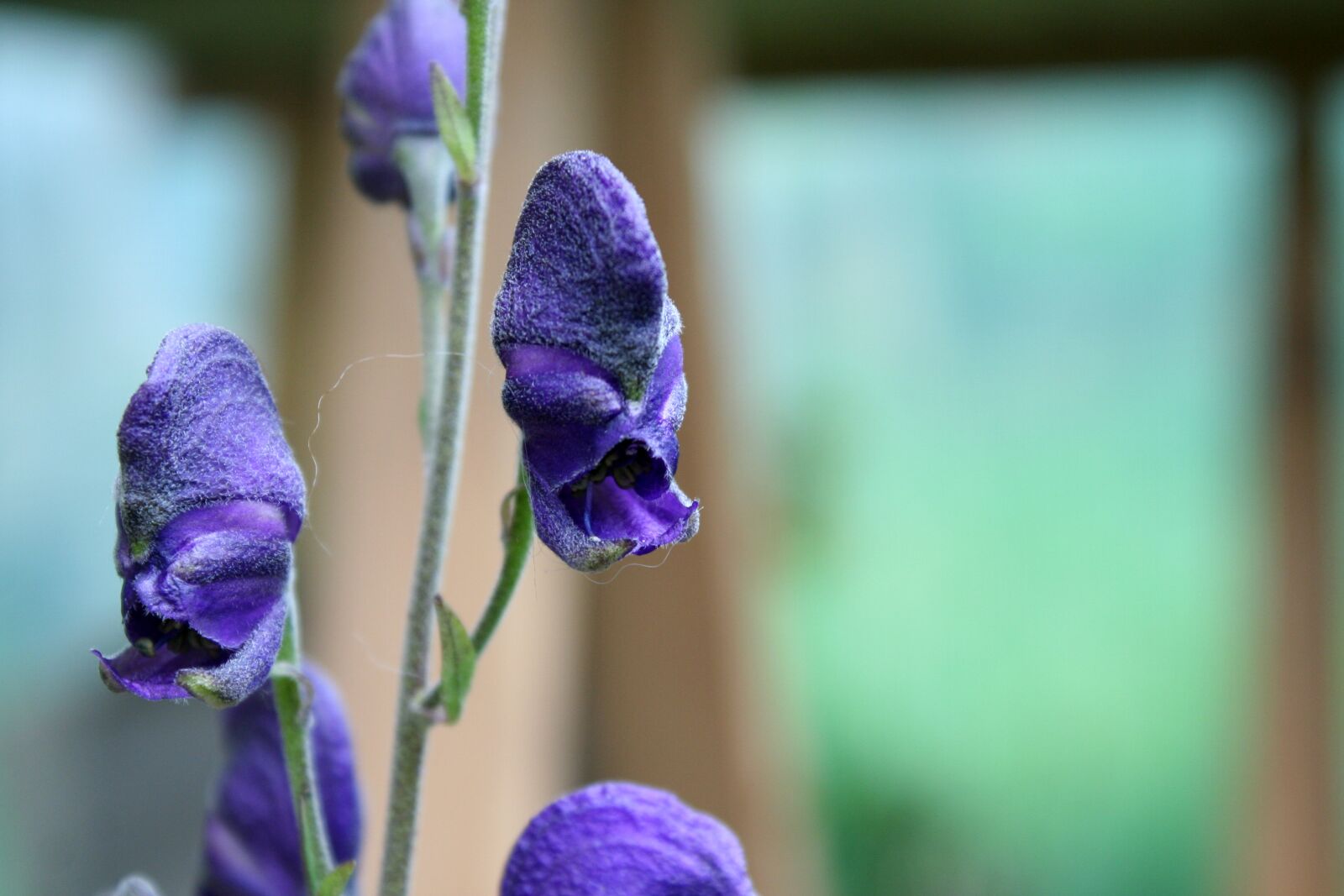 Canon EOS 350D (EOS Digital Rebel XT / EOS Kiss Digital N) sample photo. Monkshood, poisonous plant, flora photography