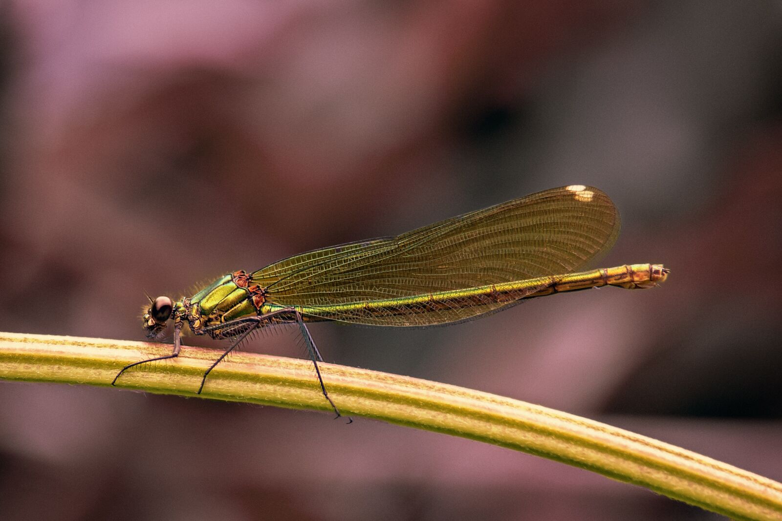 Canon EF-S 55-250mm F4-5.6 IS STM sample photo. Dragonfly, insect, nature photography