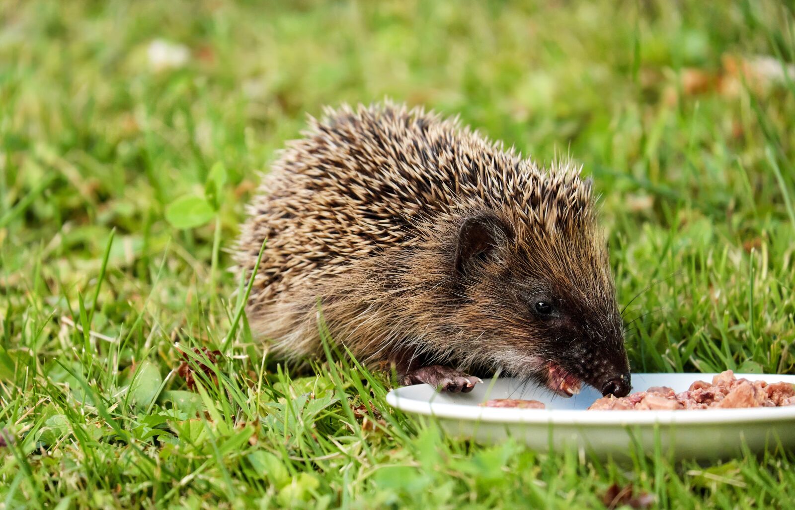 Fujifilm X-T10 + Fujifilm XC 50-230mm F4.5-6.7 OIS sample photo. Hedgehog, animal, mammal photography