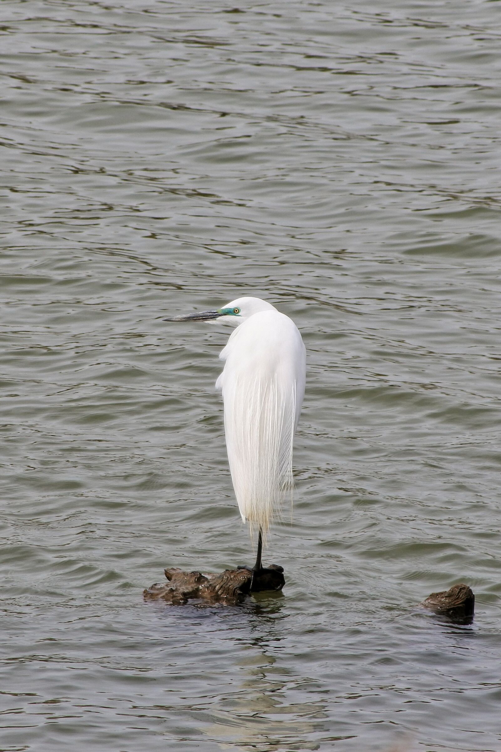 Nikon 1 J5 + VR 55-200mm f/4-5.6G sample photo. Animal, river, water photography