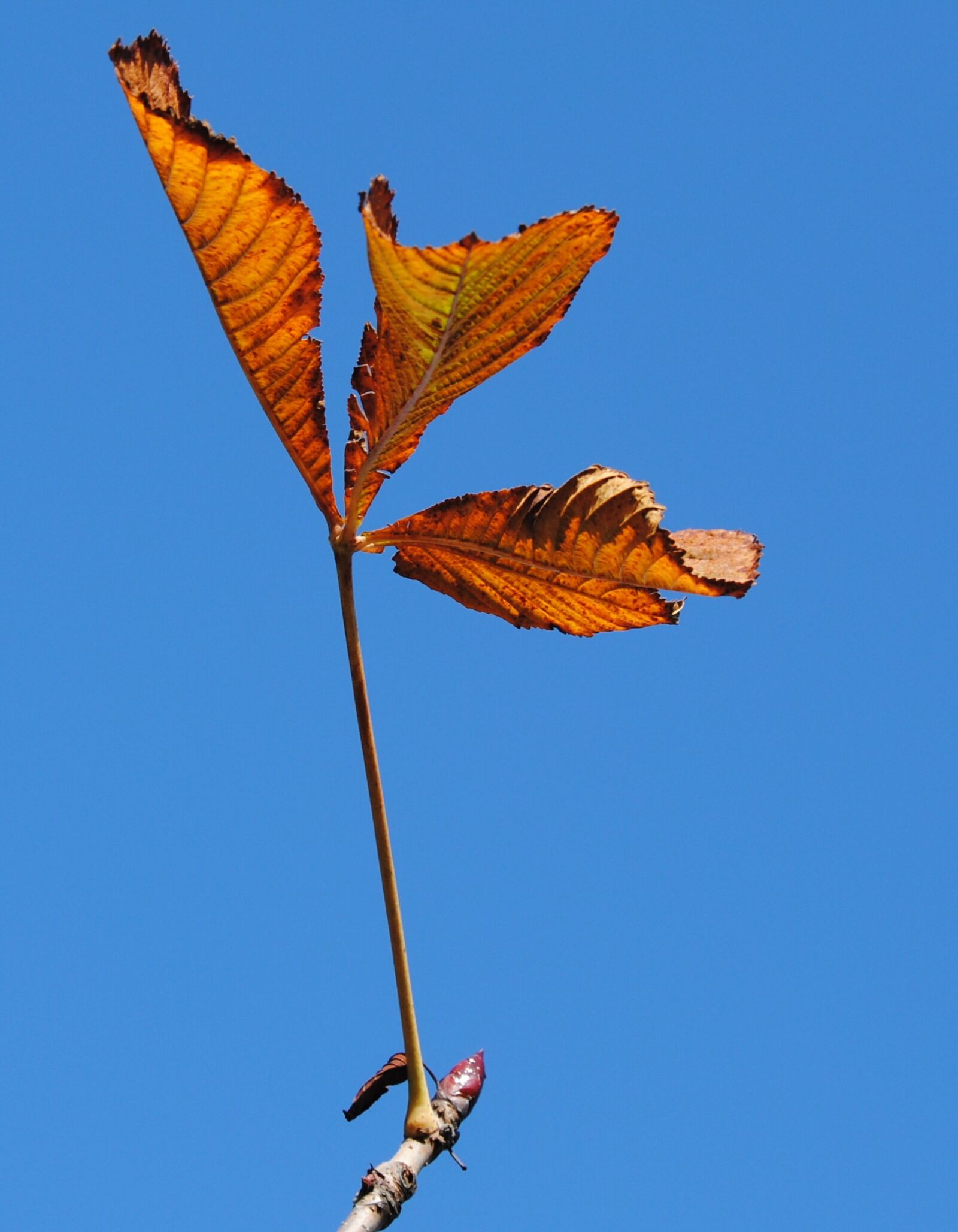 Nikon D3000 sample photo. Sky, autumn, foliage photography