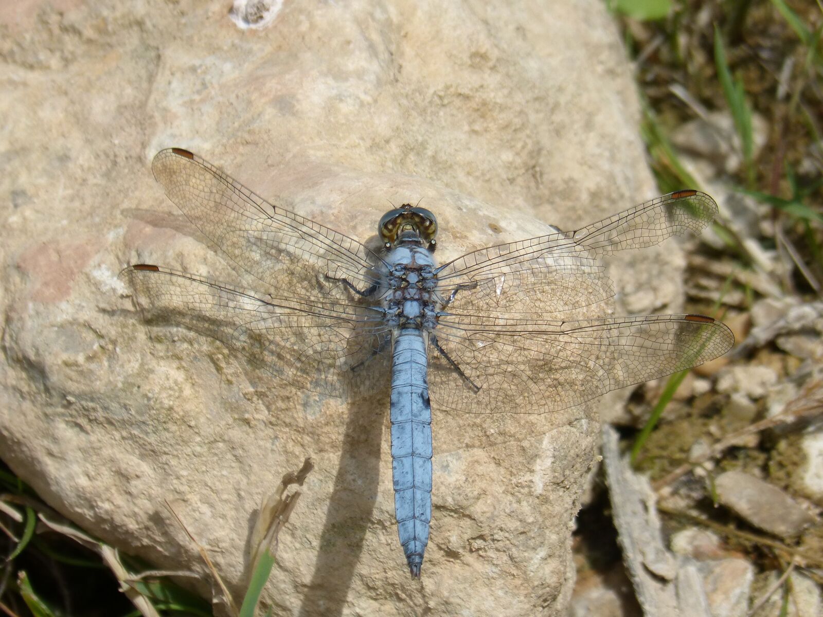 Panasonic DMC-FZ62 sample photo. Dragonfly, orthetrum brunneum, blue photography