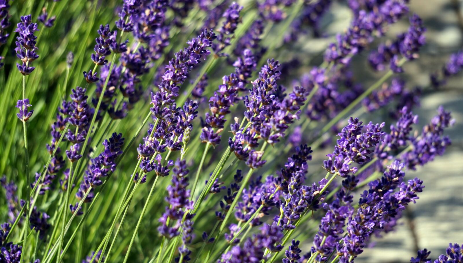 Sony Alpha a5000 (ILCE 5000) sample photo. Lavender, blue, blossom photography