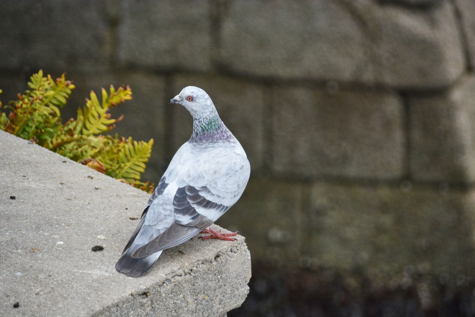 Nikon D5200 sample photo. Pigeon, city, bird photography
