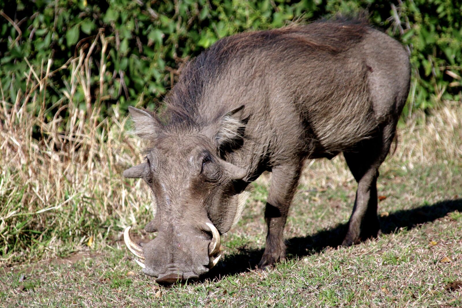 Canon EOS 70D + Canon EF 28-300mm F3.5-5.6L IS USM sample photo. Warthog, pig, wildpig photography