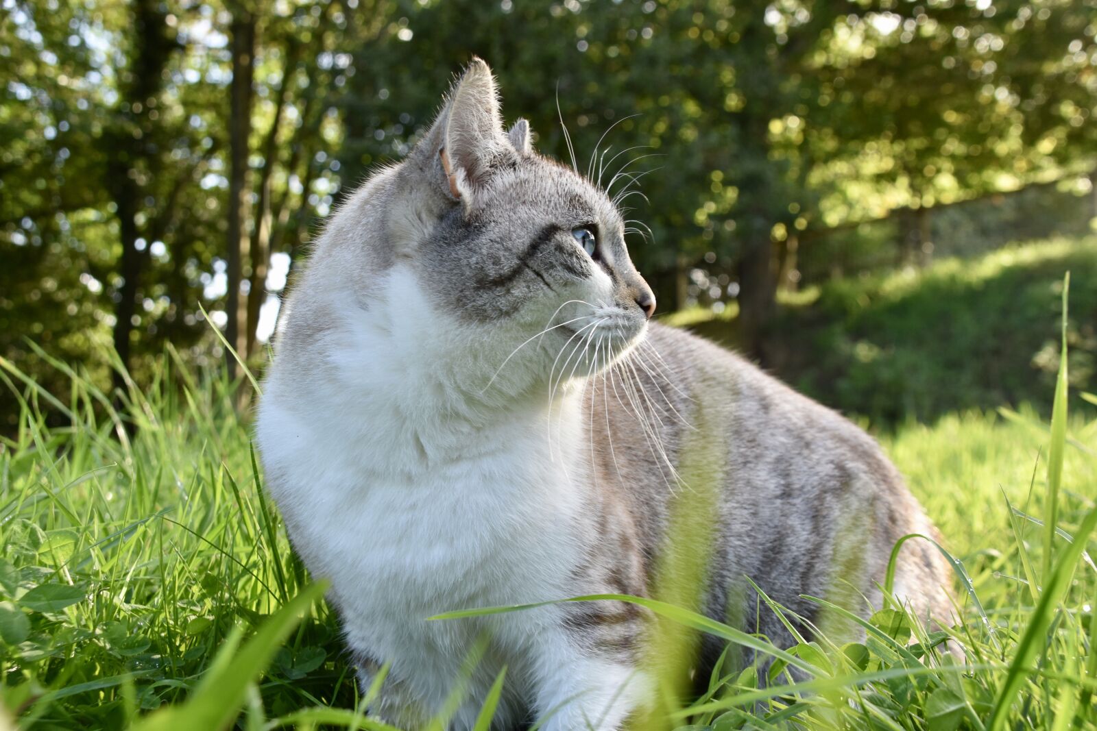 Nikon D5600 sample photo. Cat, alley cat, animal photography