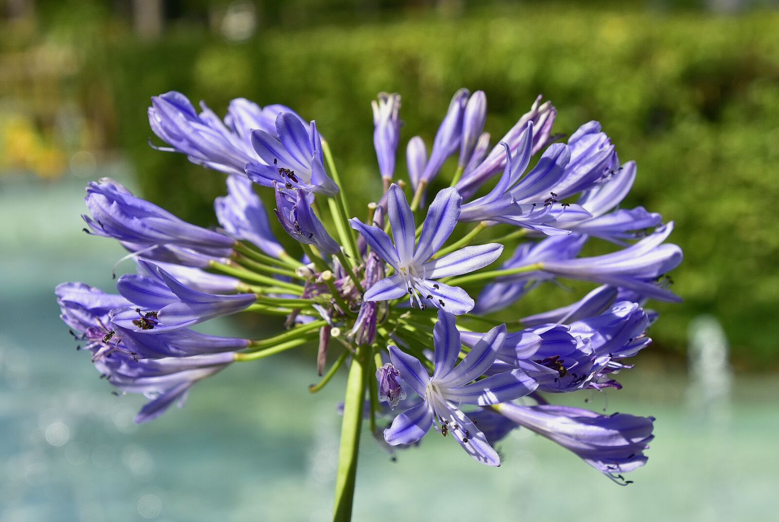 Nikon D7200 sample photo. Flower, garden, plant photography