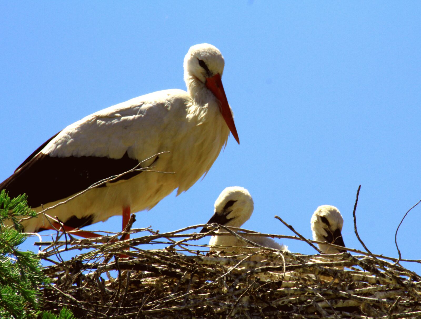 Canon EOS 7D sample photo. Spain, storks, nest photography