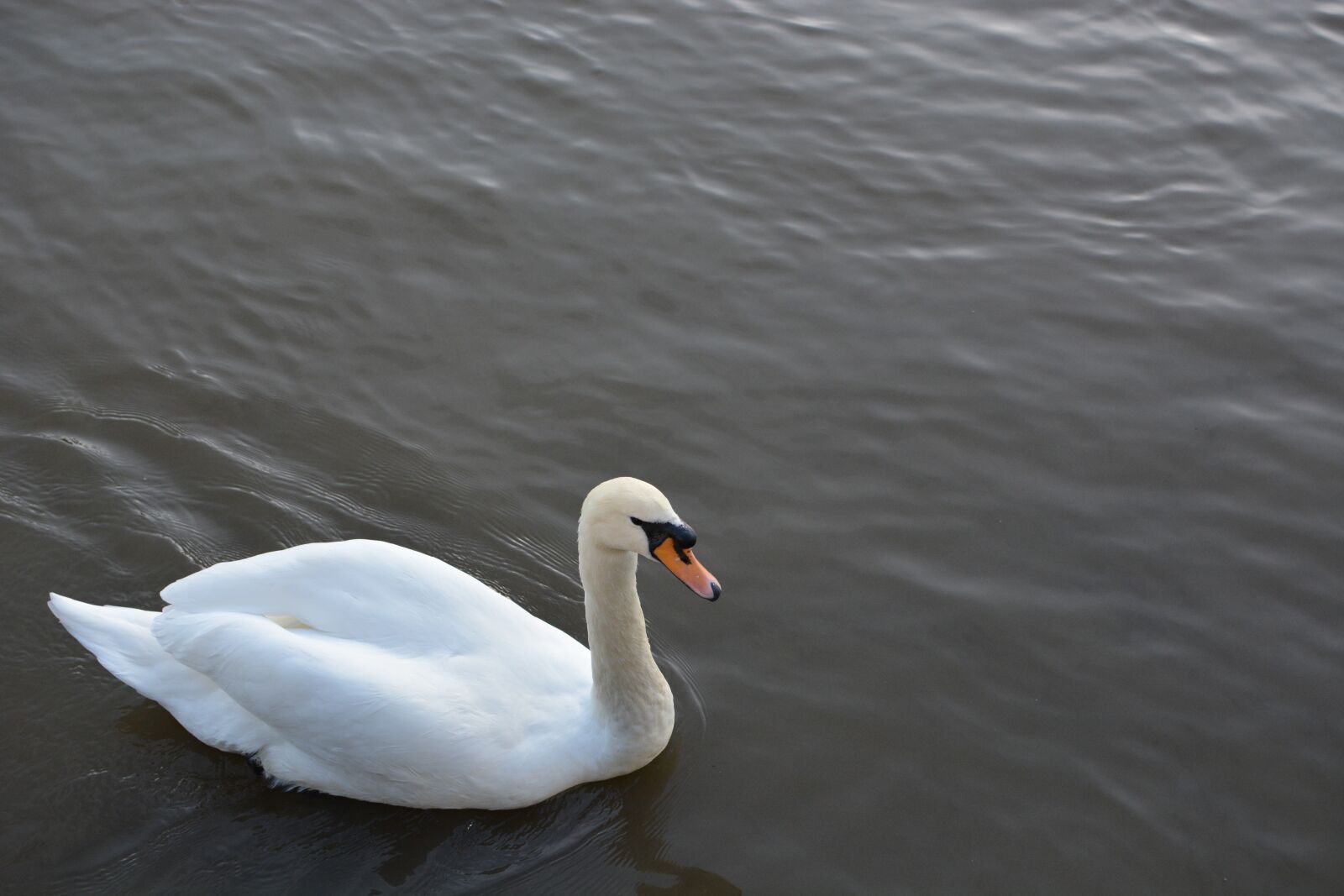 Nikon D7100 sample photo. Birds, river, water photography