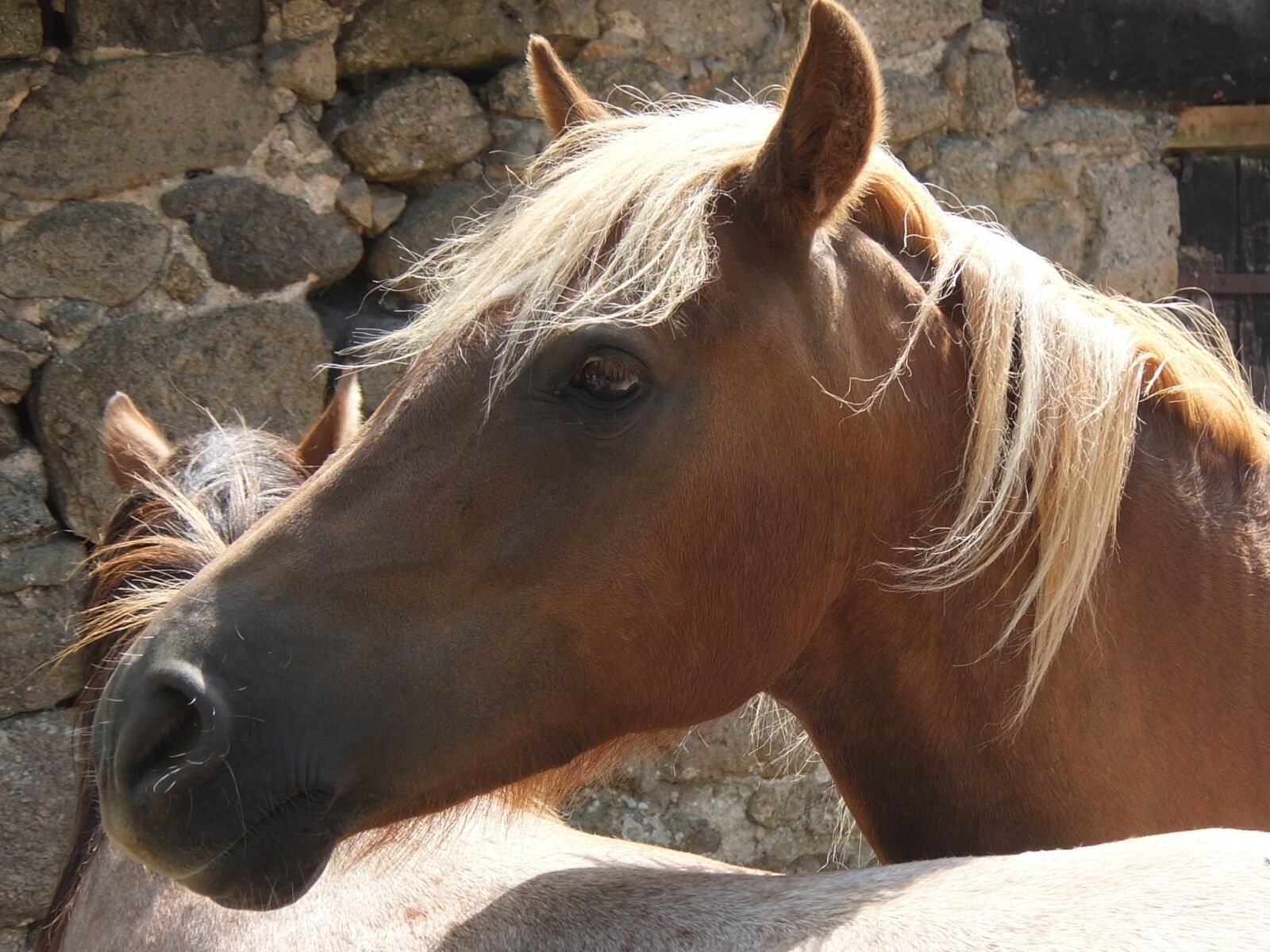 Fujifilm XF1 sample photo. Horse, head, horse head photography