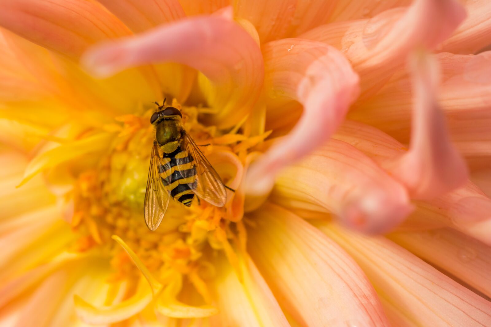 Nikon D7100 sample photo. Hornet, flower, macro photography