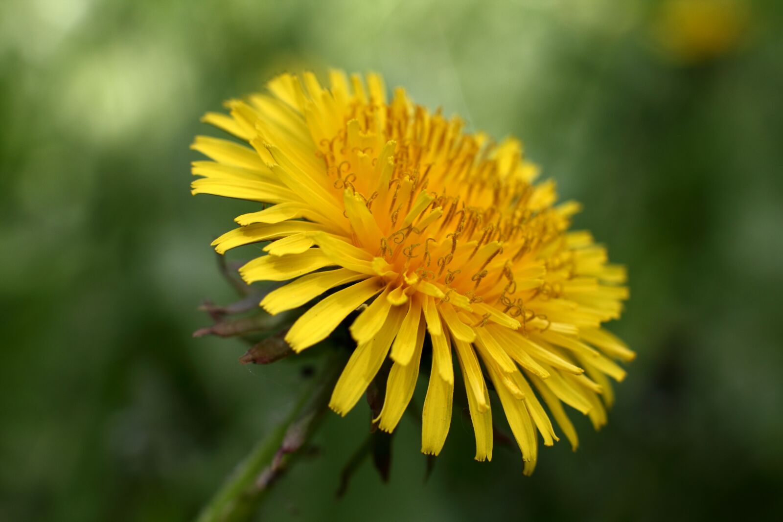 Canon EOS 60D + Canon EF 50mm F1.4 USM sample photo. Dandelion, dandelions, flower photography