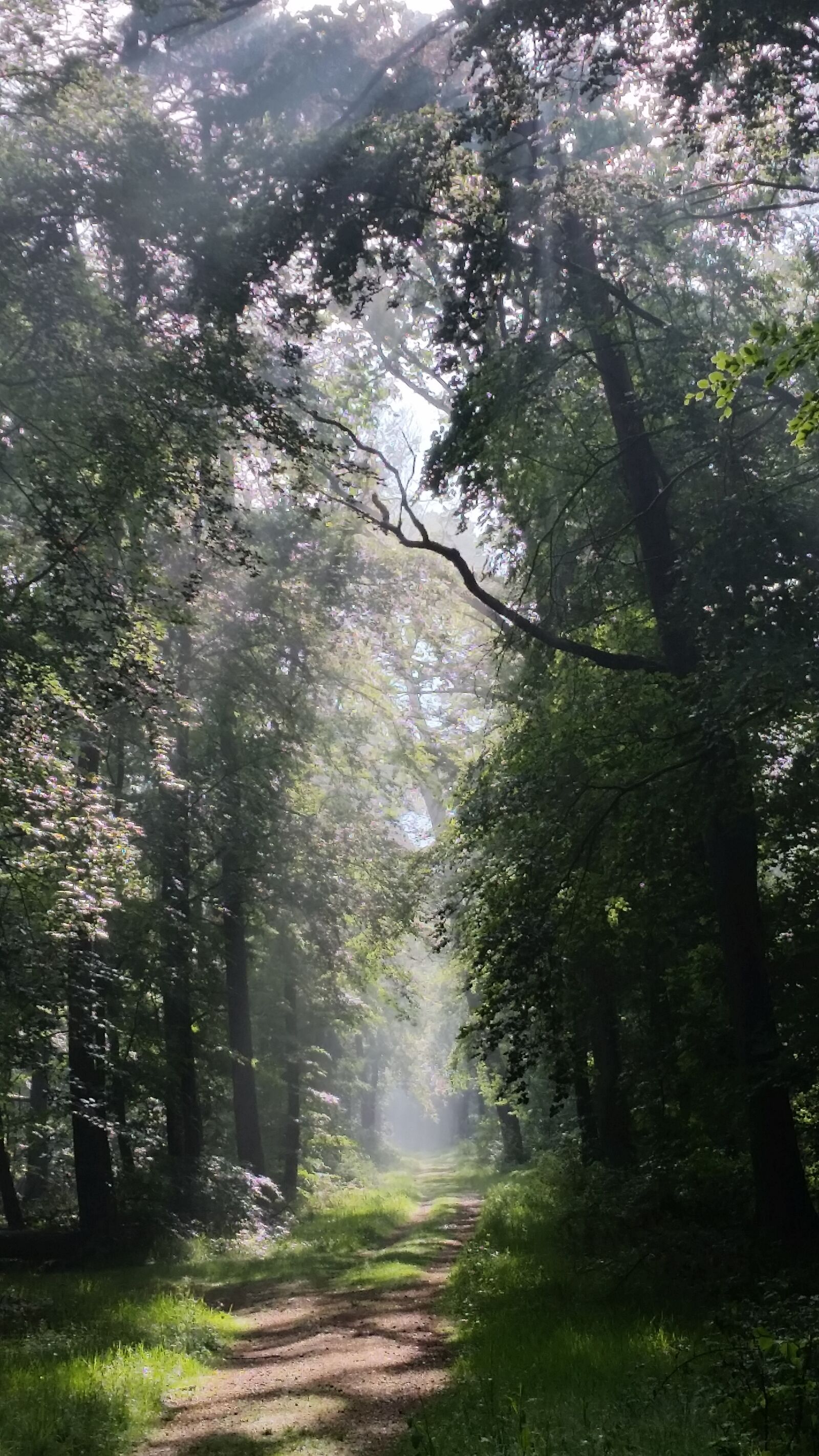 Samsung Galaxy S5 sample photo. Forest, away, mood photography