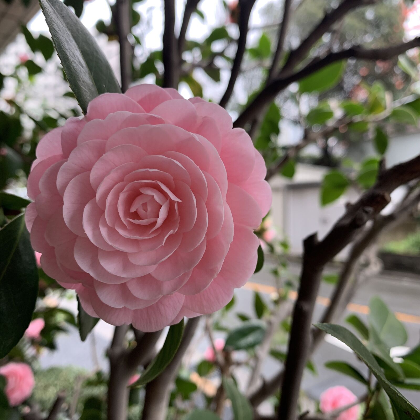 Apple iPhone XR sample photo. Flower, japanese style, flowers photography