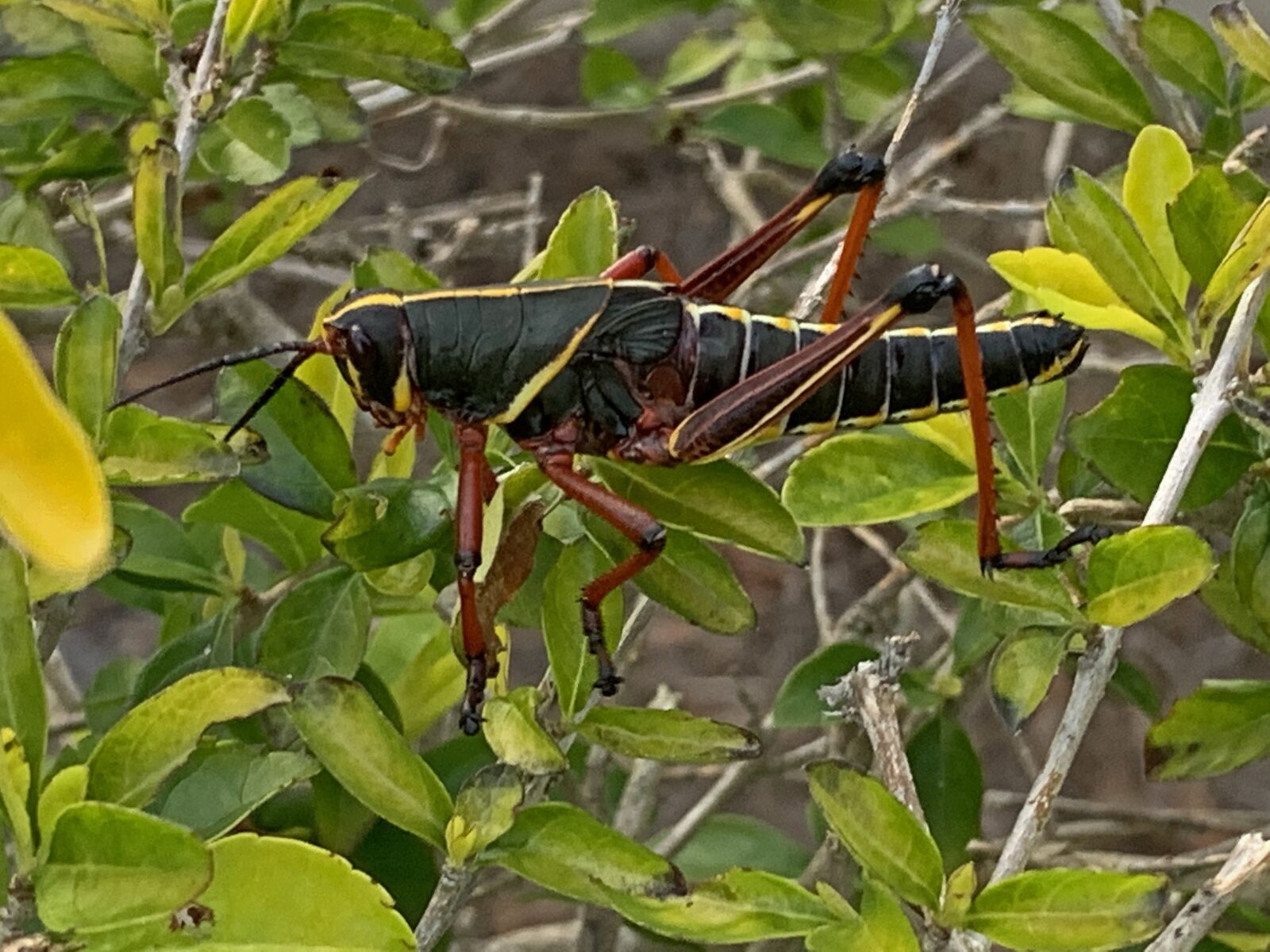 Apple iPhone XR sample photo. Grasshopper, bug, insect photography