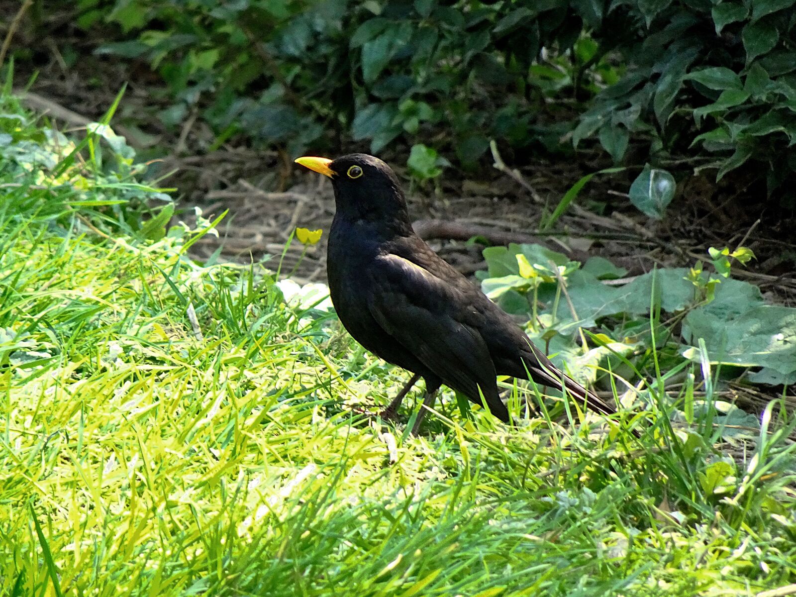 Sony Cyber-shot DSC-HX90V sample photo. Merle black, turdus merula photography
