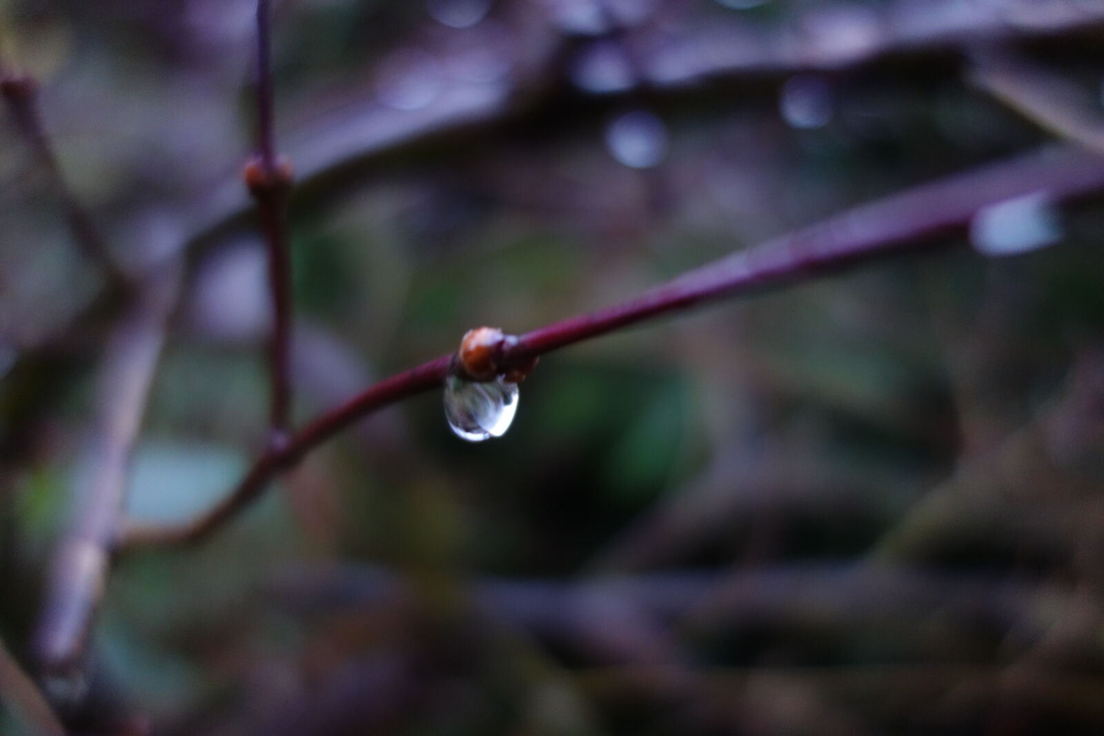 Sony Cyber-shot DSC-RX100 sample photo