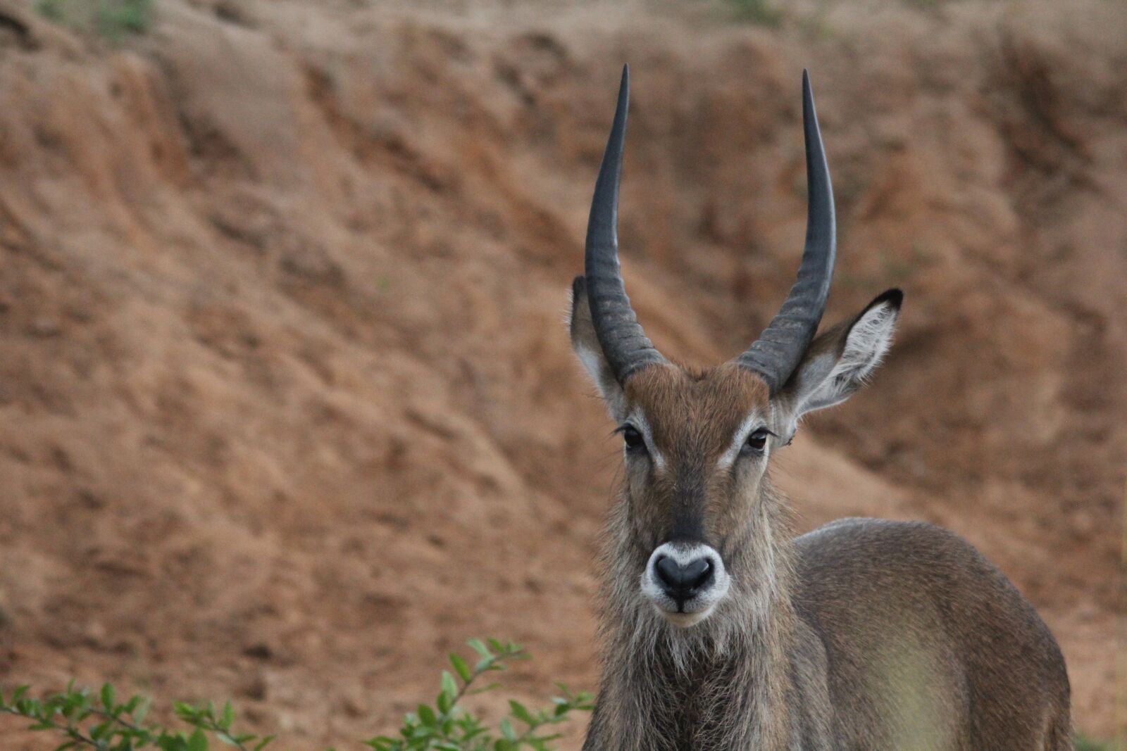 Canon EOS 60D sample photo. Waterbuck, ram, alert photography