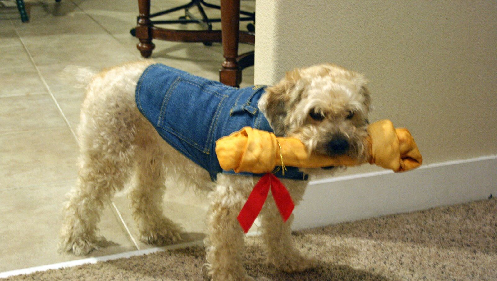 Canon EOS 400D (EOS Digital Rebel XTi / EOS Kiss Digital X) sample photo. Dog, bone, puppy photography